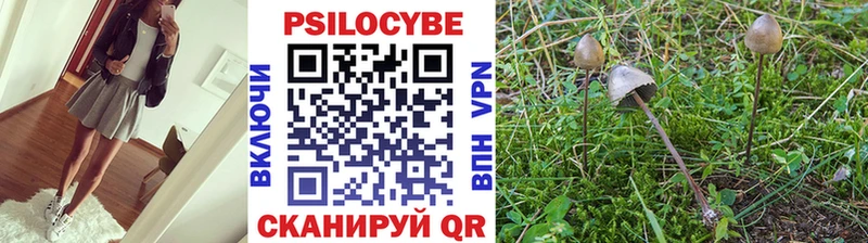 сколько стоит  Родники  Псилоцибиновые грибы Psilocybe 